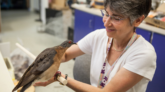 ROM Artist Georgia Guenther gives a passenger pigeon mount a final check before installing it into the exhibit