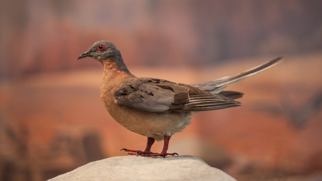 a passenger pigeon mounted specimen sits in the Empty skies exhibit in front of the digitally restored backdrop