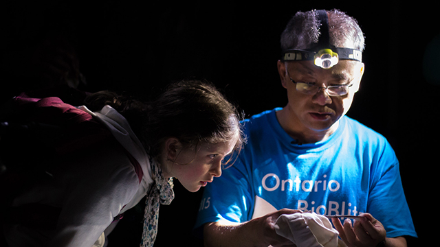 A young girl named Saskia peers closely at the bat being held in the hands of ROM mammalogist Burton Lim. The scene is illuminated by headlamp. Photo by Kendra Marjerrison
