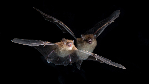 A tube-nosed bat (Murina cyclotis) in flight. Photo by Vincent Luk
