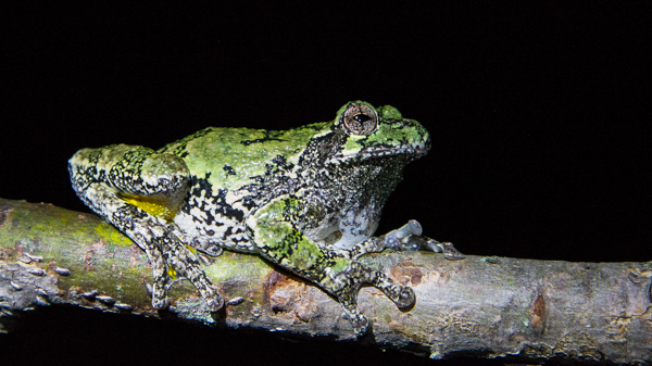 A gray treefrog (Hyla versicolor) sits on a tree branch at night. Photo by Sean de Francia