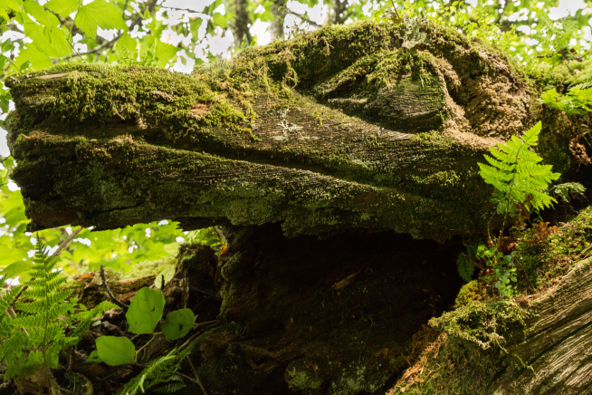 A moss-covered, First People's-made wooden carving amidst lush-green undergrowth