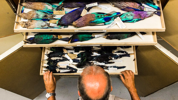Brad Millen examines one of countless drawers full of bird specimens from across the world. Photo by Filip Szafirowski