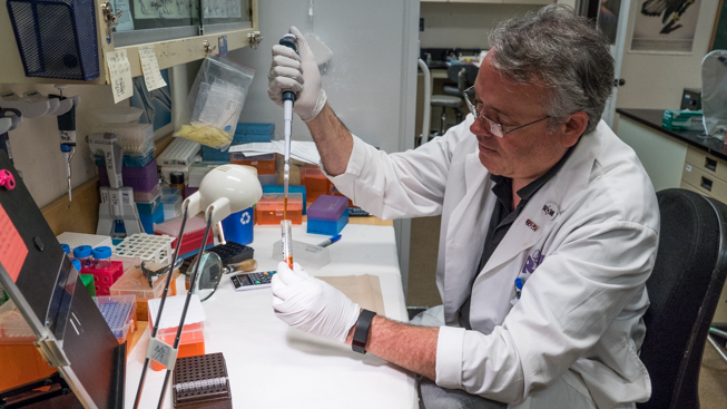 ROM technician Oliver Haddrath extracting a DNA sample from blue whale tissue. Photo by Connor McDowell