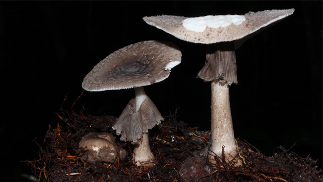 A photo of two Amanita specimens from the Araca River, Amazonia, Brazil