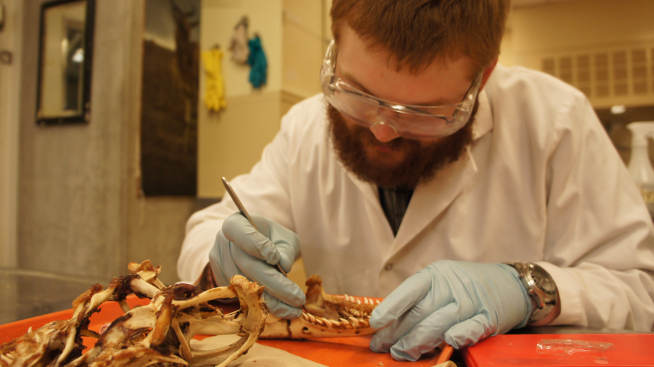 A volunteer cleans the remaining tissue from the Komodo Dragon skull