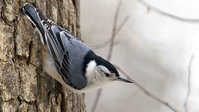 White-breasted Nuthatch, common bird of Toronto.  Photo by Mark Peck