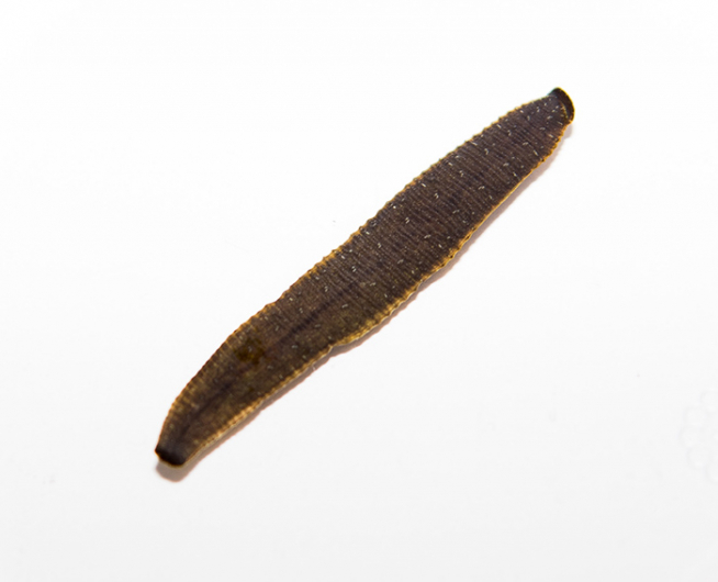Photo of a leech against a white background