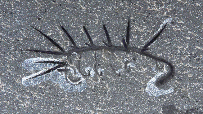 Fossilized Hallucigenia sparsa.