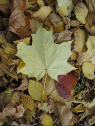 Maple leaf on forest floor; http://commons.wikimedia.org/wiki/File:Maple_leaf.jpg#file