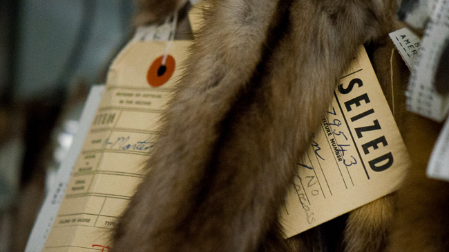 Tags on confiscated furs within the ROM Collections. Photo by Matt Jenkins