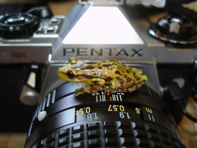 A small, spotted tree frog rests on the zoom lense of camera.