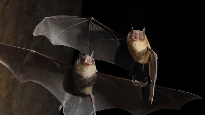 Photo of two flying moustached bats