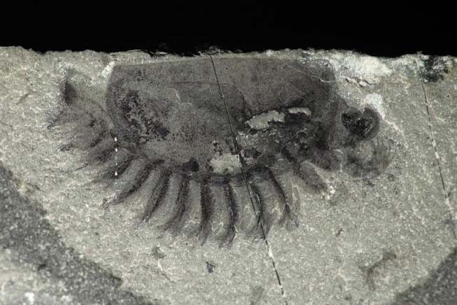 A new fossil arthropod from Marble Canyon (Kootenay National Park)