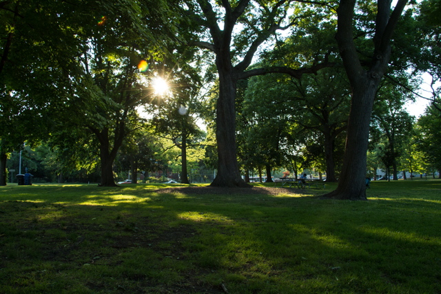evening sunlight streams through the leaves and branches of the trees in Queen's Park, casting shadows on the green grass. Photo by Rhi More