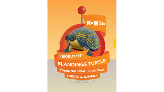 A cartoon image of a Blanding's turtle