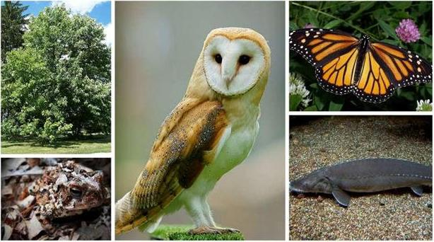 Images of assorted species at risk from Ontario, including a Barn owl, a Monarch butterfly, a Lake Sturgeon, and a Fowler's toad.