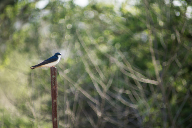 A small blue and white bird sits on a post against background of vegetation.