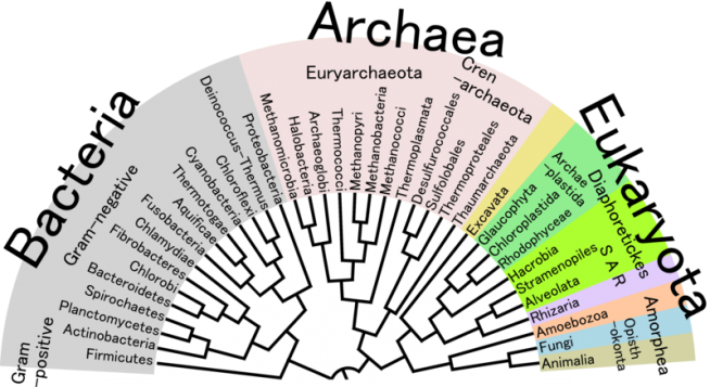 L’arbre de la vie / arbre phylogénétique 