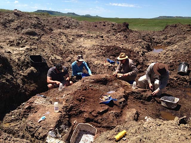 ROM Palaeo team working in the Triceratops quarry.