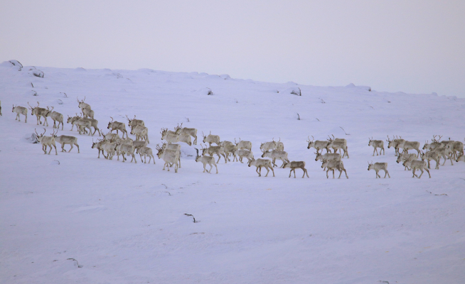 Caribou herd.