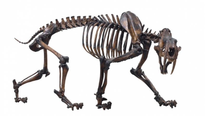 Sabre cat skeleton, Smilodon fatalis