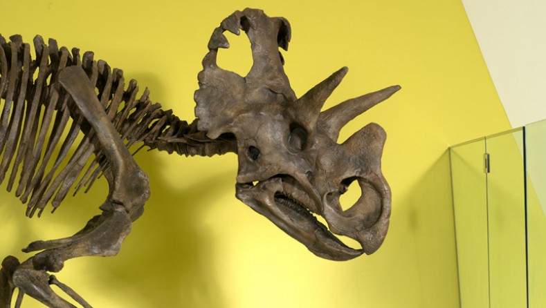 Squelette de tricératops