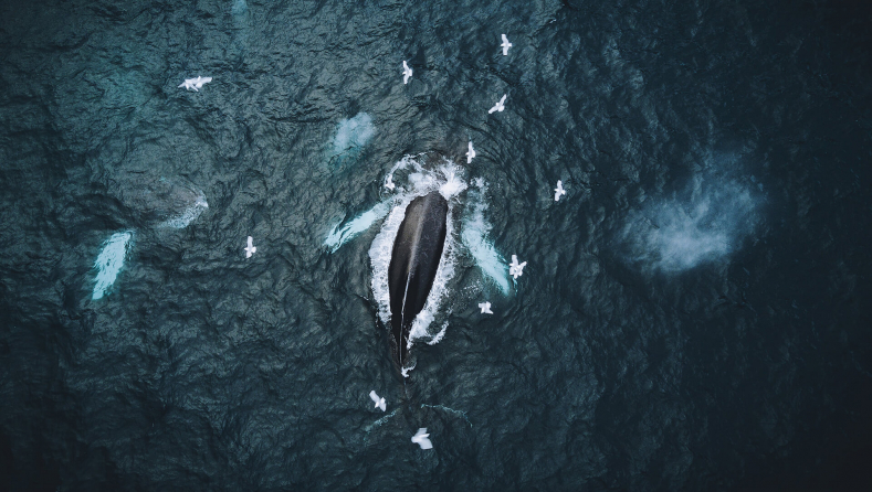 A pod of whales as seen from a drone.