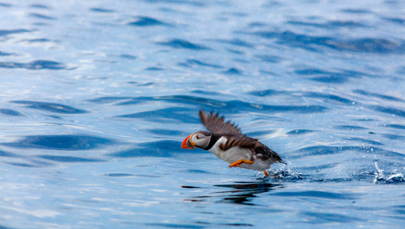A puffin taking flight in Witless Bay.