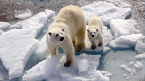 Mother and baby polar bear on ice