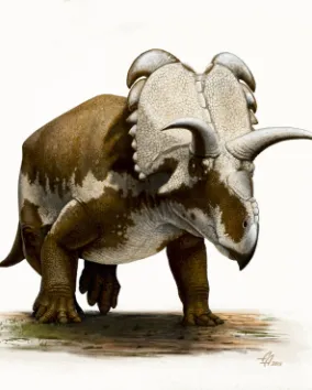 Medusaceratops. Image courtesy Andrey Atuchin.