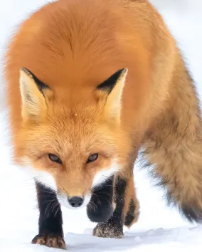 Fox Algonquin