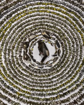 Many different types of birds spread out an circle