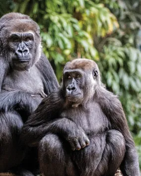 2 chimpanzee at Toronto Zoo