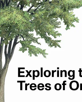 Exploring the Trees of Ontario