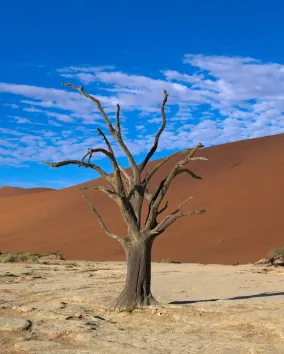 : Deadvlei Daniel Kraft Wikimedia Creative Commons Attribution-Share Alike 3.0 © Daniel Kraft, 2019.