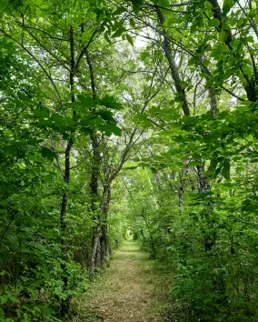 Trees along path at Turkey point 