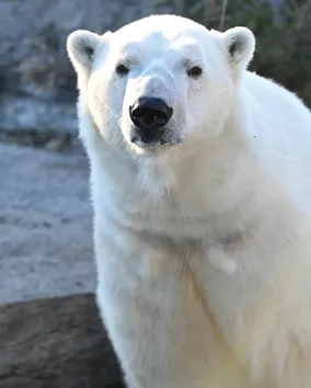 White polar bear