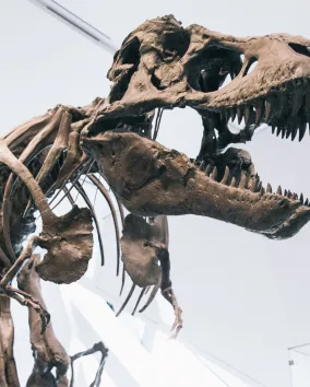 T-rex skeleton 