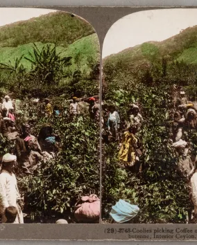 Coolies picking coffee on Sir Thomas Lipton's estate at Dambutenne, Interior Ceylon