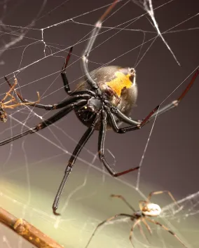 Redback female with two males (one dead following copulatory cannibalism, one courting) Photo credit: Ken Jones