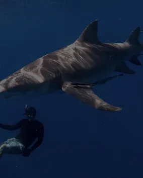 A shark swimming over a person scuba diving