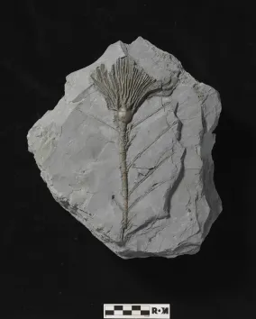 Arthroacantha carpenteri (crinoid) - ROMIP65982