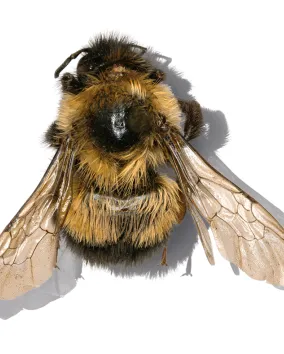 Bombus affinis (Rusty-patched Bumble Bee)