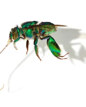Euglossa imperialis (Imperial Orchid Bee)