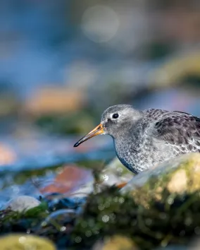 Purple Sandpiper.  Photo credit: Ankur Khurana