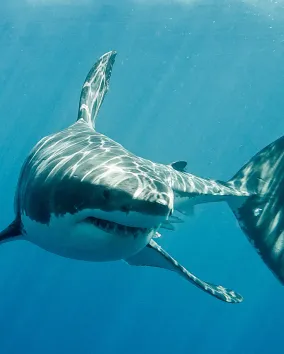 White shark, often called a ‘great’ white shark ( Carcharodon carcharias).