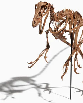 Mounted skeleton of a small theropod dinosaur posed upright on a white background.