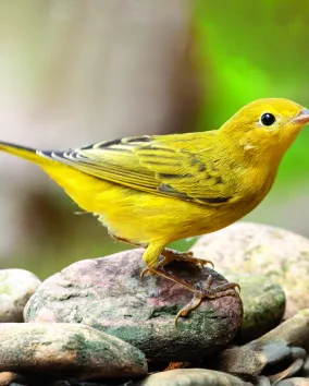 Yellow Warbler, © Mark Peck.