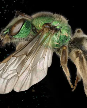 Lateral view of a small bee with a bright green head and thorax and a black and white striped abdomen